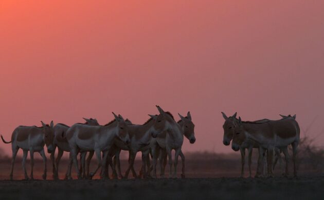 Asiatic Lions & Wild Gujarat 7 asiatic lion 1