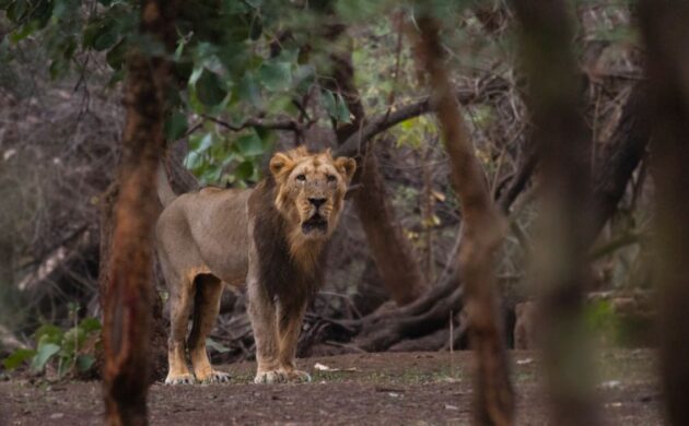 Asiatic Lions & Wild Gujarat 4 asiatic lion 5