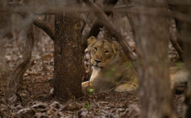 Asiatic Lions & Wild Gujarat 3 asiatic lion 6