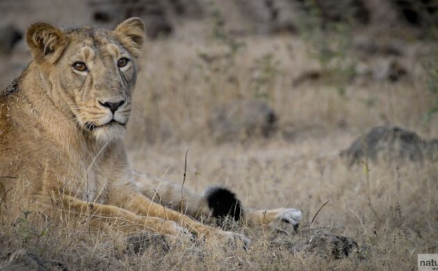Asiatic Lions & Wild Gujarat 1 asiatic lion 8