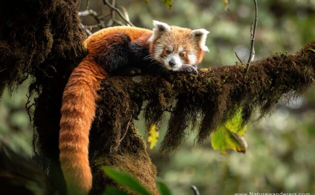 Red Panda Expedition Batch 01 1 RedPanda 01