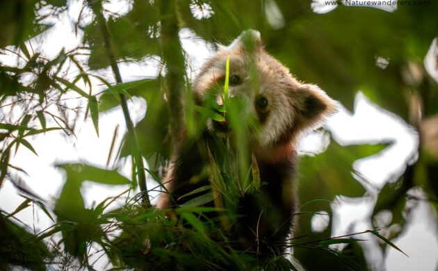 Red Panda Expedition Batch 01 2 RedPanda 02