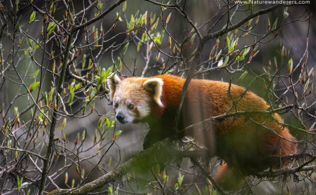 Red Panda Expedition Batch 01 3 RedPanda 03