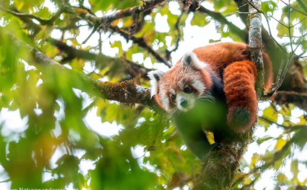 Red Panda Expedition Batch 02 3 RedPanda B2 03