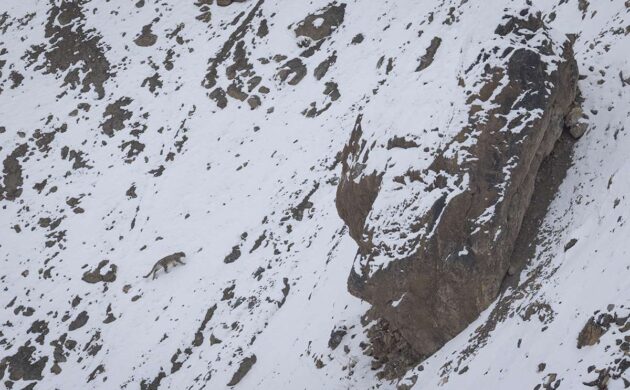 Snow Leopard Expedition Batch 02 10 Snow Leopard 10