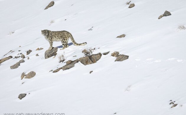 Snow Leopard Expedition Batch 01 11 SnowLeopard 12