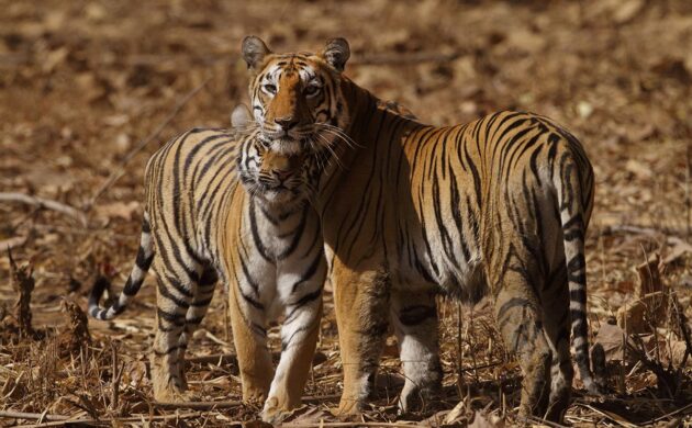 Tadoba Tiger Trails 1 Tadoba Tiger Trails 01