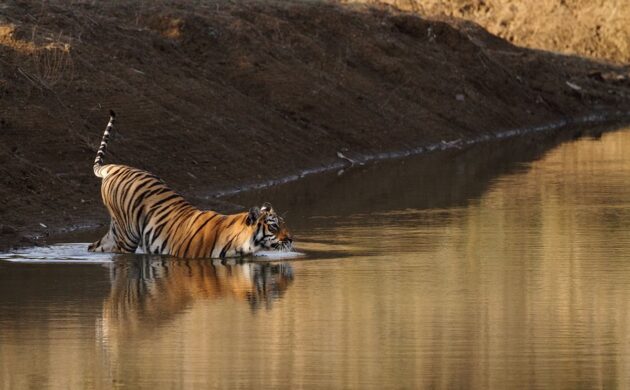Tadoba Tiger Trails 2 Tadoba Tiger Trails 02