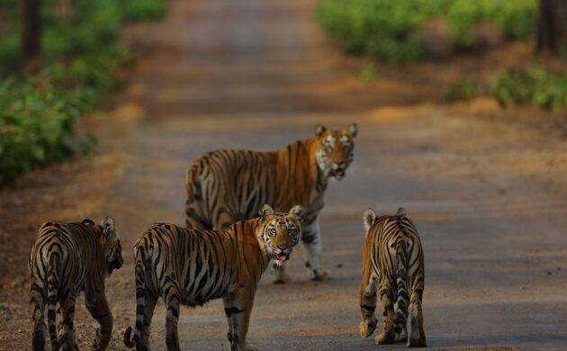 Tadoba Tiger Trails 3 Tadoba Tiger Trails 03