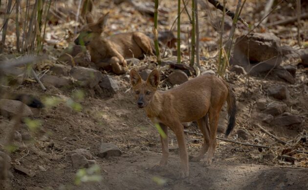 Tadoba Tiger Trails 5 Tadoba Tiger Trails 05