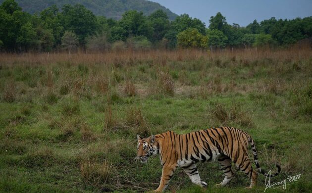 Tiger Marathon Batch 01 (Bandhavgarh) 1 Tiger Marathon Batch 1 01