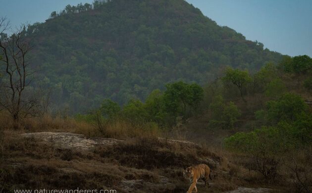 Tiger Marathon Batch 01 (Bandhavgarh) 4 Tiger Marathon Batch 1 04