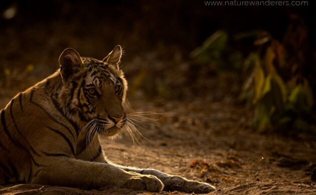Tiger Marathon Batch 02 (Bandhavgarh) 5 Tiger Marathon Batch 2 05