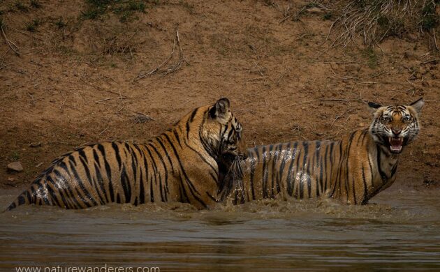 Tiger Marathon Batch 02 (Bandhavgarh) 6 Tiger Marathon Batch 2 06