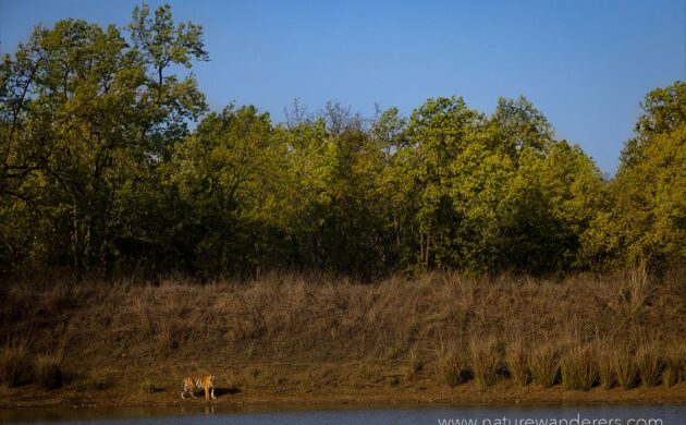 Tiger Marathon Batch 02 (Bandhavgarh) 8 Tiger Marathon Batch 2 08