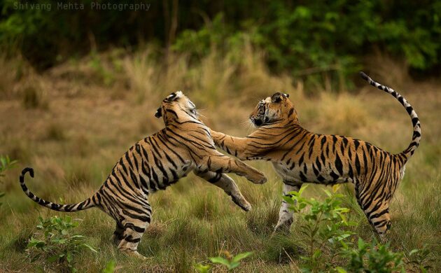 Tiger Marathon Batch 02 (Bandhavgarh) 9 Tiger Marathon Batch 2 09