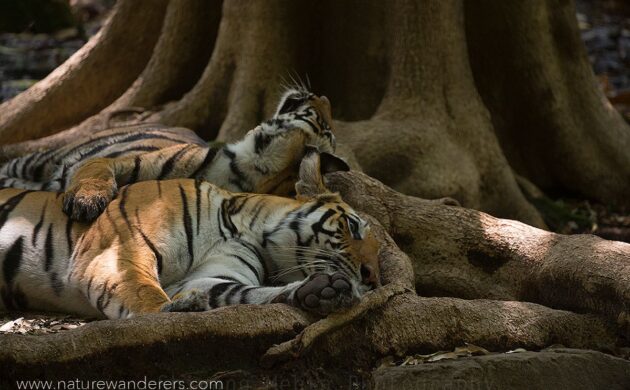 Tiger Marathon Batch 02 (Bandhavgarh) 10 Tiger Marathon Batch 2 10