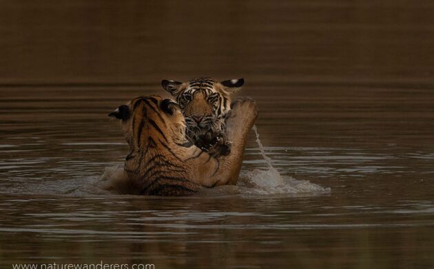 Tiger Marathon Batch 02 (Bandhavgarh) 11 Tiger Marathon Batch 2 11