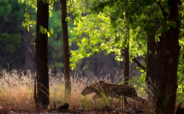 Tiger Marathon Batch 02 (Bandhavgarh) 12 Tiger Marathon Batch 2 12
