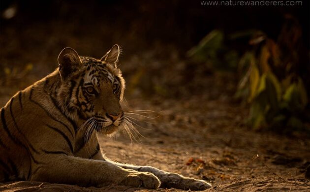Tiger Marathon Batch 03 (Bandhavgarh) 5 Tiger Marathon Batch 3 05