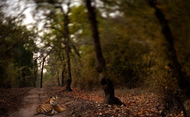 Tiger Marathon Batch 03 (Bandhavgarh) 7 Tiger Marathon Batch 3 07