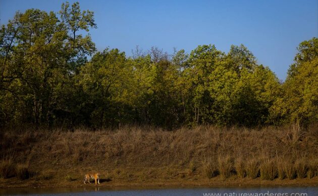 Tiger Marathon Batch 03 (Bandhavgarh) 8 Tiger Marathon Batch 3 08