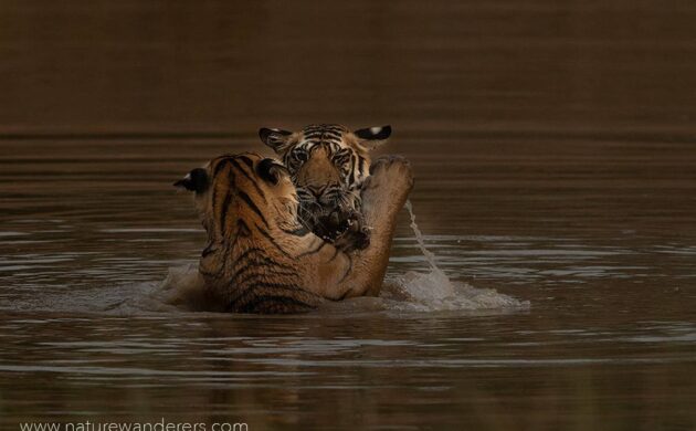 Tiger Marathon Batch 03 (Bandhavgarh) 11 Tiger Marathon Batch 3 11