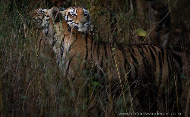 Tiger Marathon Batch 04 (Sanjay Dubari) 1 Tiger Marathon Batch 4 01