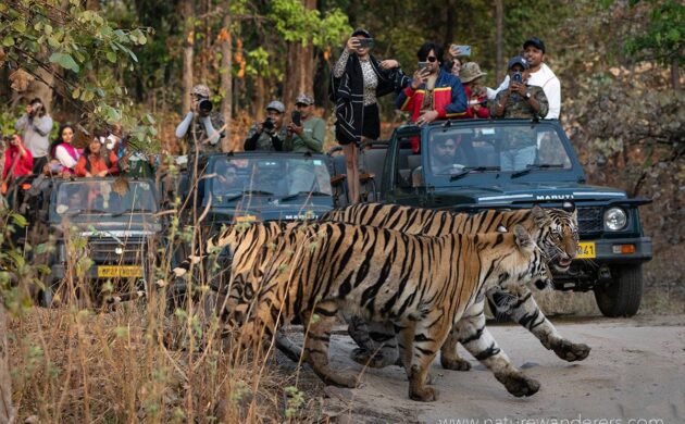 Tiger Marathon Batch 04 (Sanjay Dubari) 3 Tiger Marathon Batch 4 03