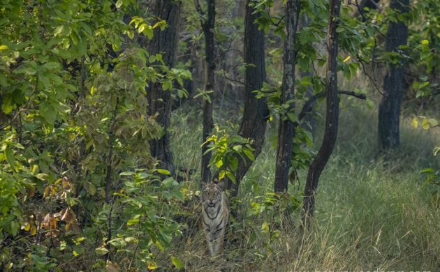 Tiger Marathon Batch 04 (Sanjay Dubari) 4 Tiger Marathon Batch 4 04
