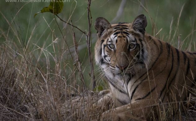 Tiger Marathon Batch 04 (Sanjay Dubari) 5 Tiger Marathon Batch 4 05