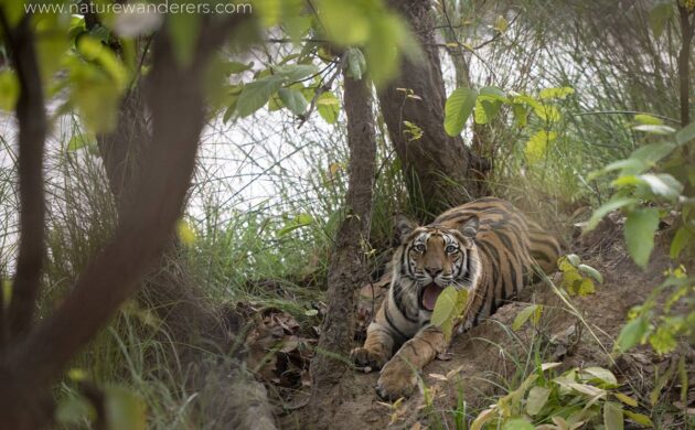 Tiger Marathon Batch 04 (Sanjay Dubari) 6 Tiger Marathon Batch 4 06