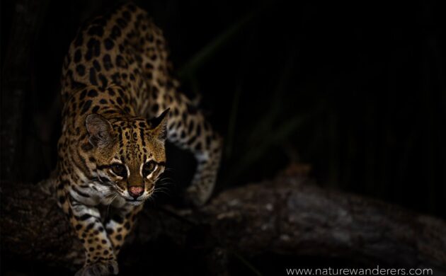 Wild Pantanal 2 Wild Pantanal 02