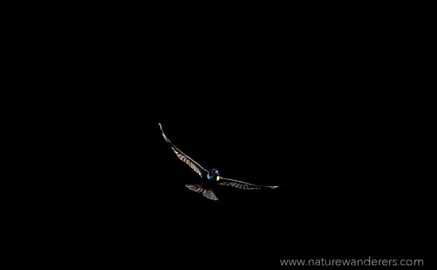 Wild Pantanal 3 Wild Pantanal 03