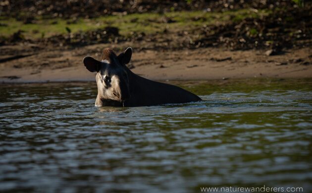 Wild Pantanal 5 Wild Pantanal 05