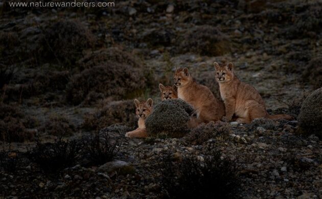 Wild Patagonia 4 Wild Patagonia 04