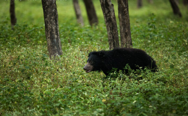 Leopards & Sloth Bears 10 Leopards 01