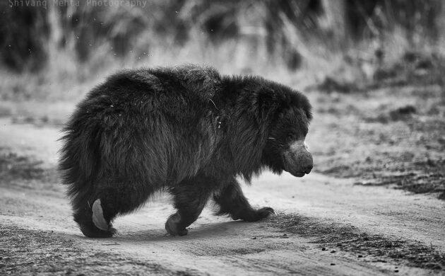 Leopards & Sloth Bears 9 Leopards 02