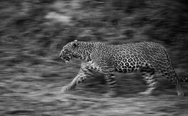 Leopards & Sloth Bears 7 Leopards 04