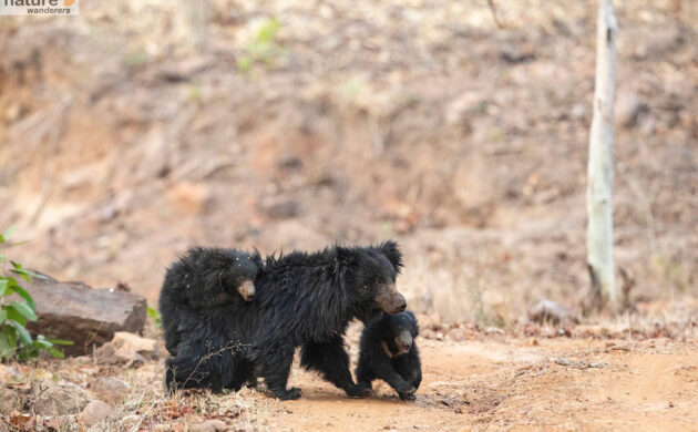 Leopards & Sloth Bears 4 Leopards 07