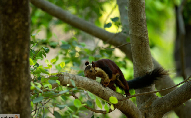 Leopards & Sloth Bears 2 Leopards 09