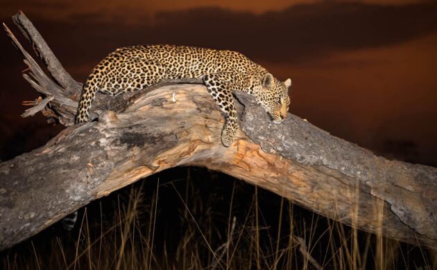 Leopard of Sabi Sands 7 Sabi Sands 01
