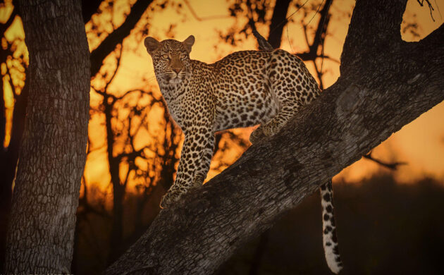 Leopard of Sabi Sands 5 Sabi Sands 03