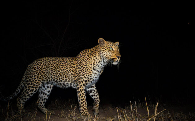 Leopard of Sabi Sands 4 Sabi Sands 04