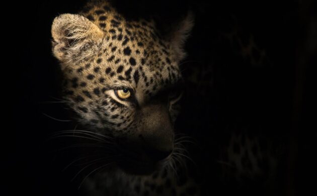 Leopard of Sabi Sands 3 Sabi Sands 05