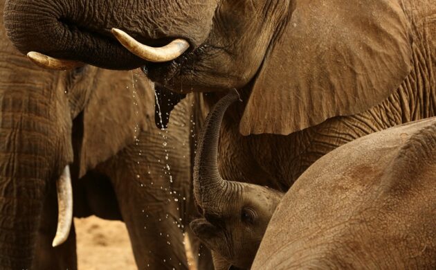 African Elephants Photo Safari 1 African G01