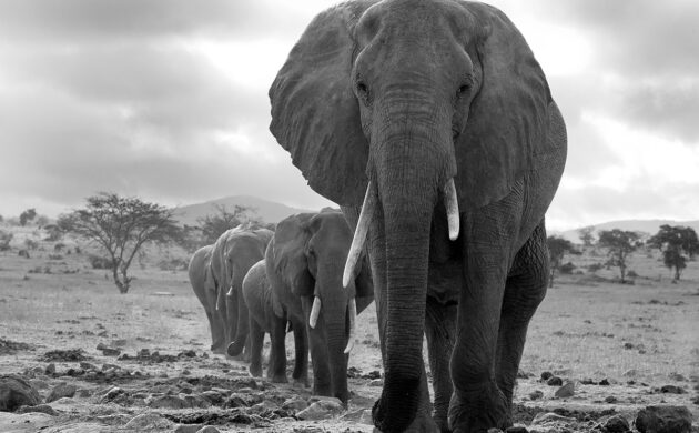 African Elephants Photo Safari 2 African G02
