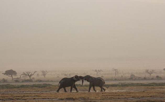 African Elephants Photo Safari 4 African G04