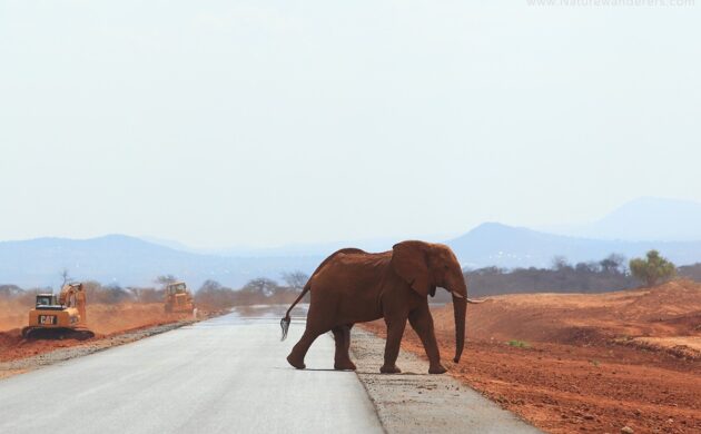 African Elephants Photo Safari 5 African G05