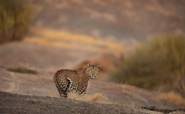 The Big Five of India 1 Big Five India G01